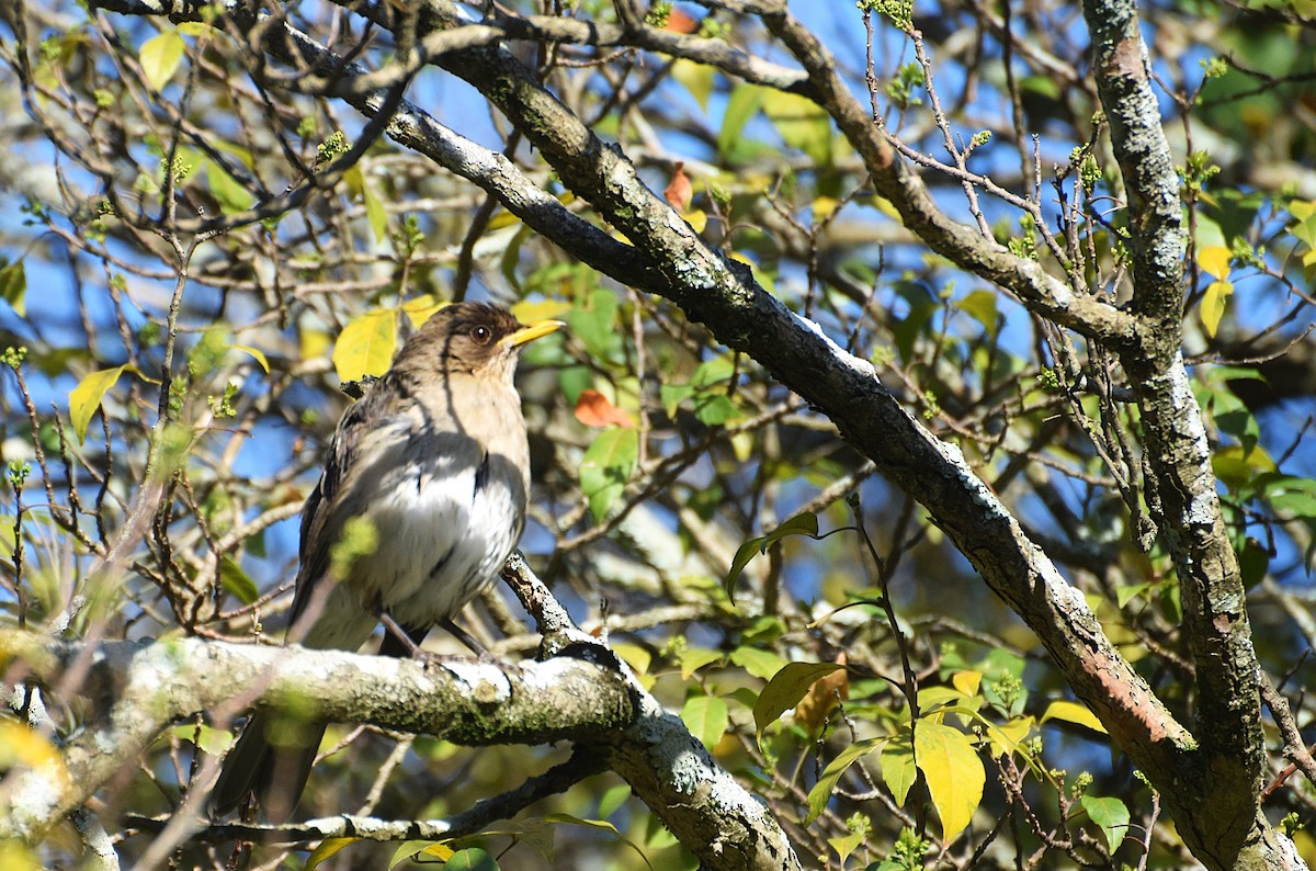 Creamy-bellied Thrush - ML642027781