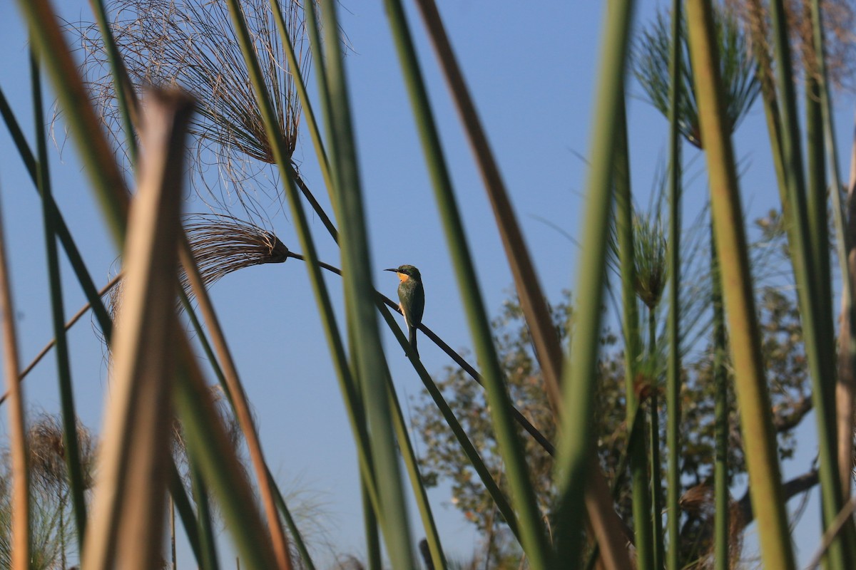 Little Bee-eater - ML642027784