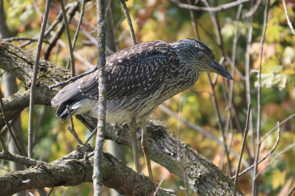 Yellow-crowned Night Heron - ML642027785