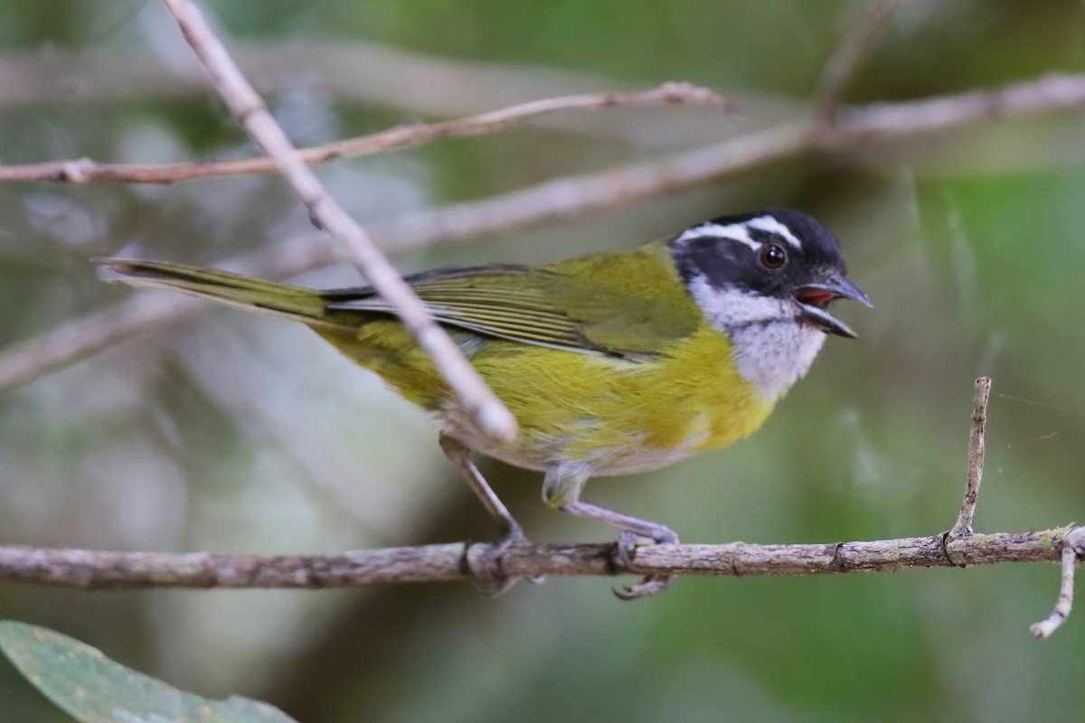Sooty-capped Chlorospingus - ML642027789