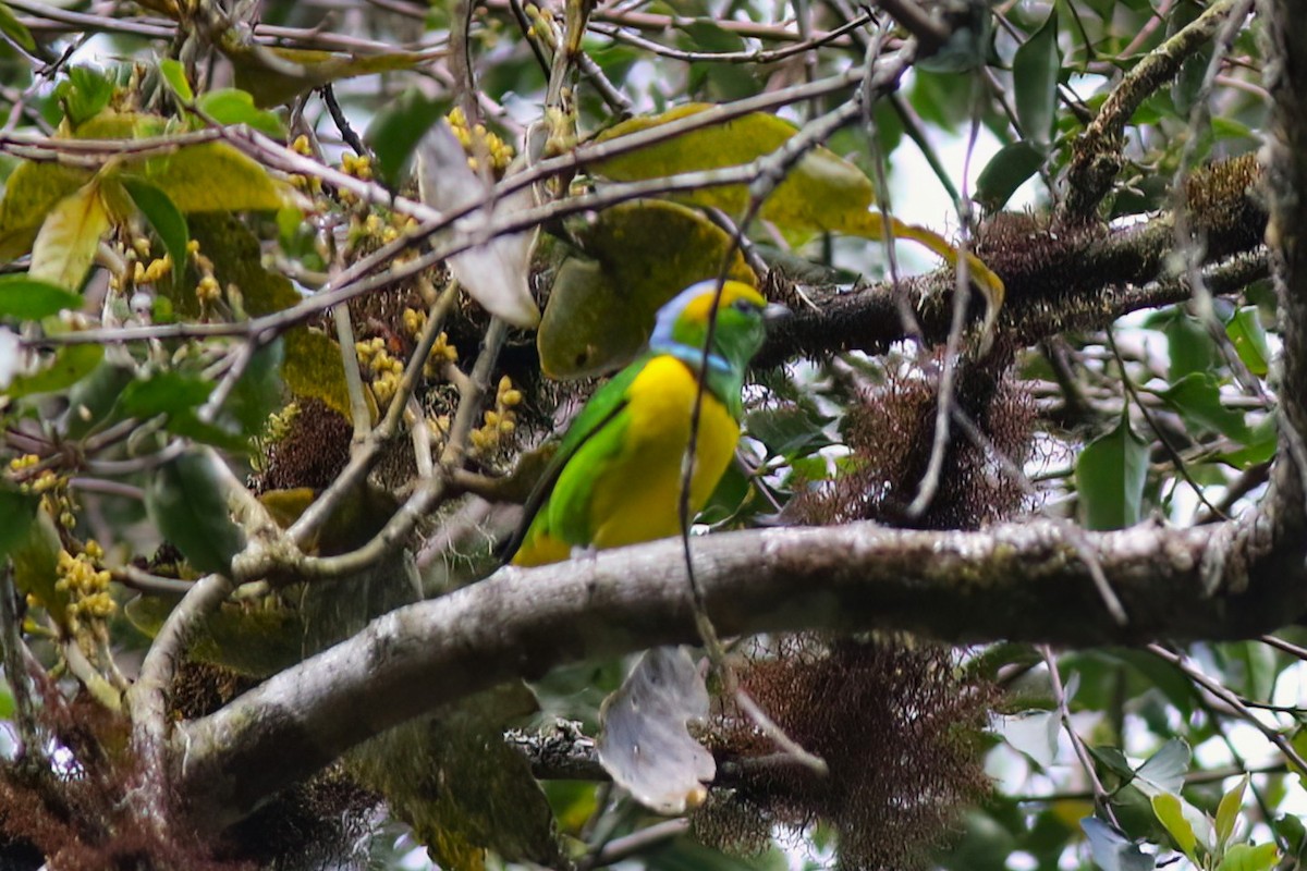 Golden-browed Chlorophonia - ML642027790