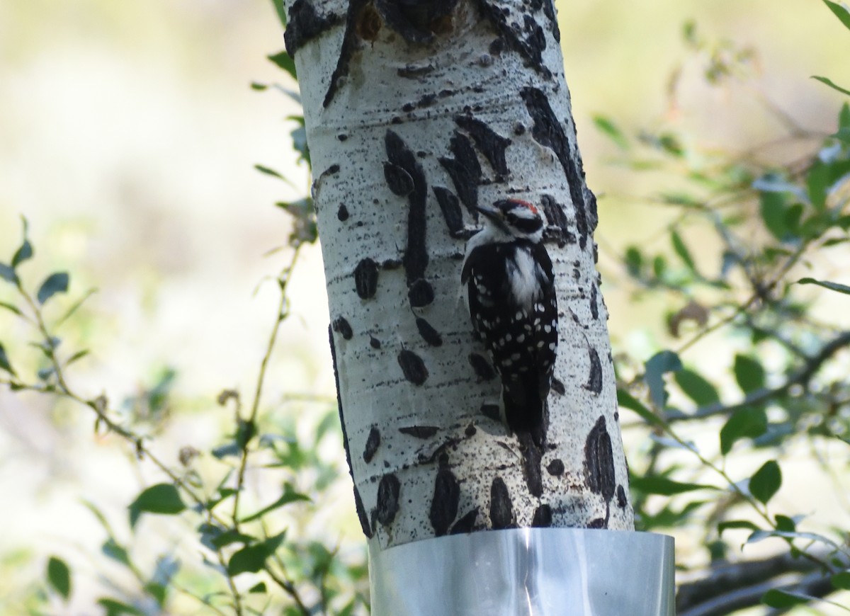 Downy Woodpecker (Rocky Mts.) - ML642027800