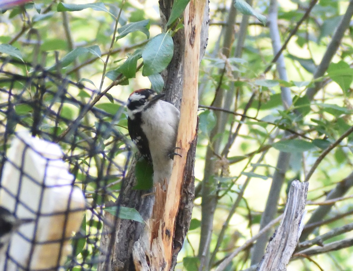 Downy Woodpecker (Rocky Mts.) - ML642027802