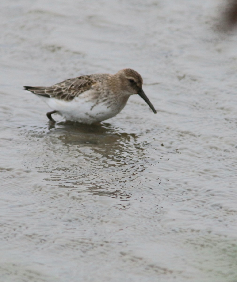 Dunlin - ML642027805