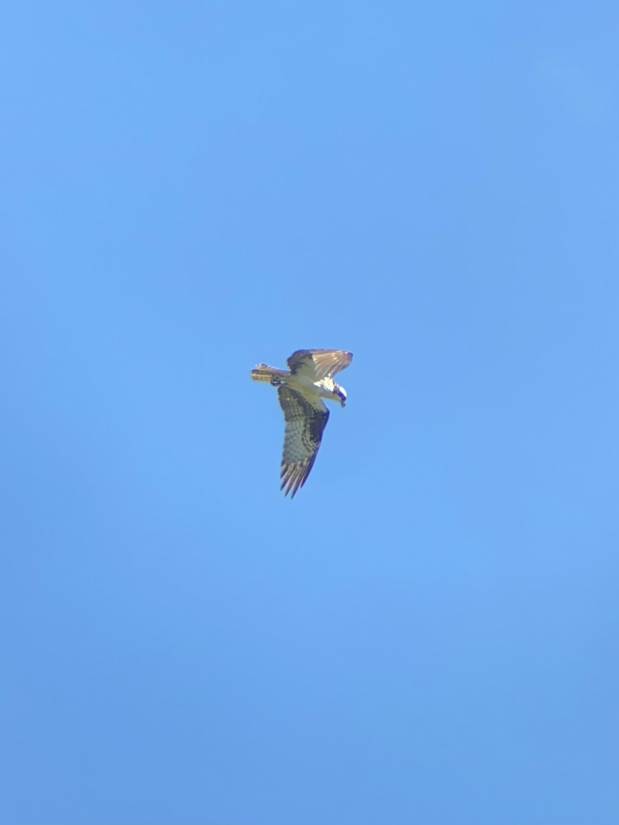 Osprey - ML642027813