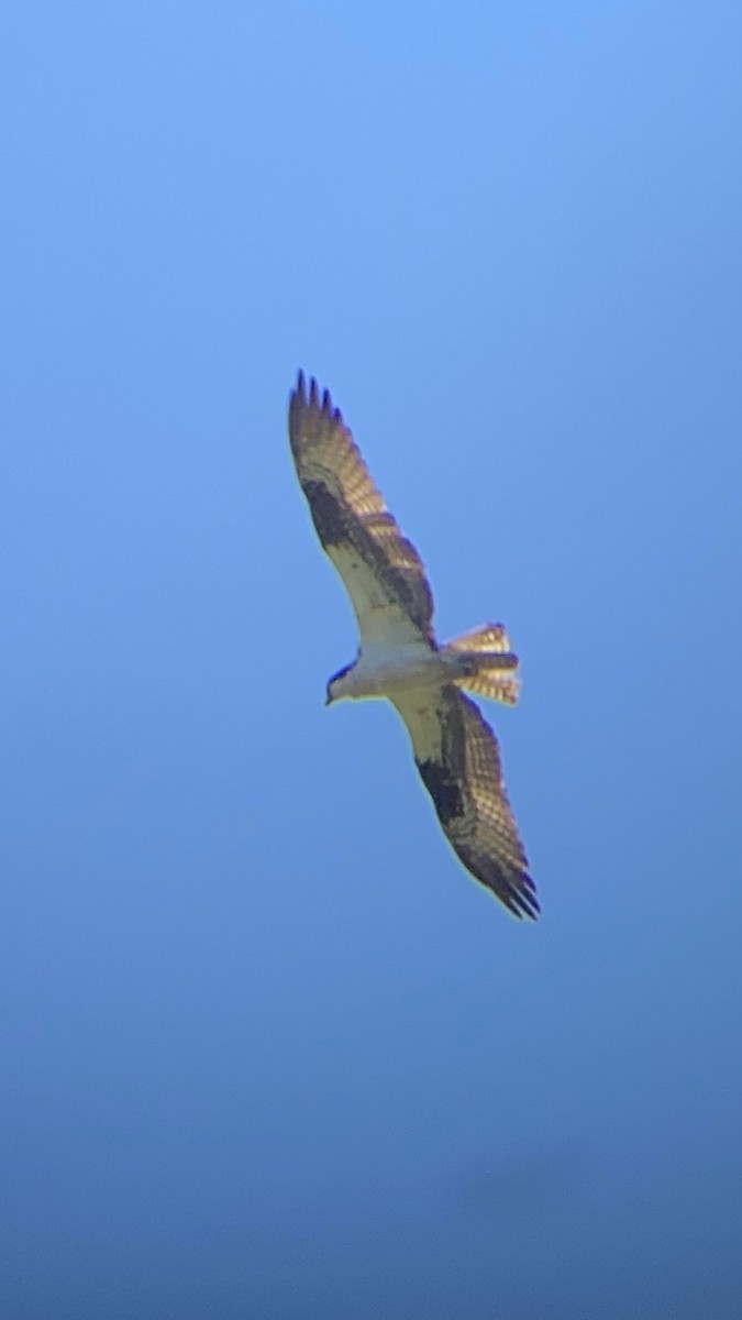 Osprey - ML642027814