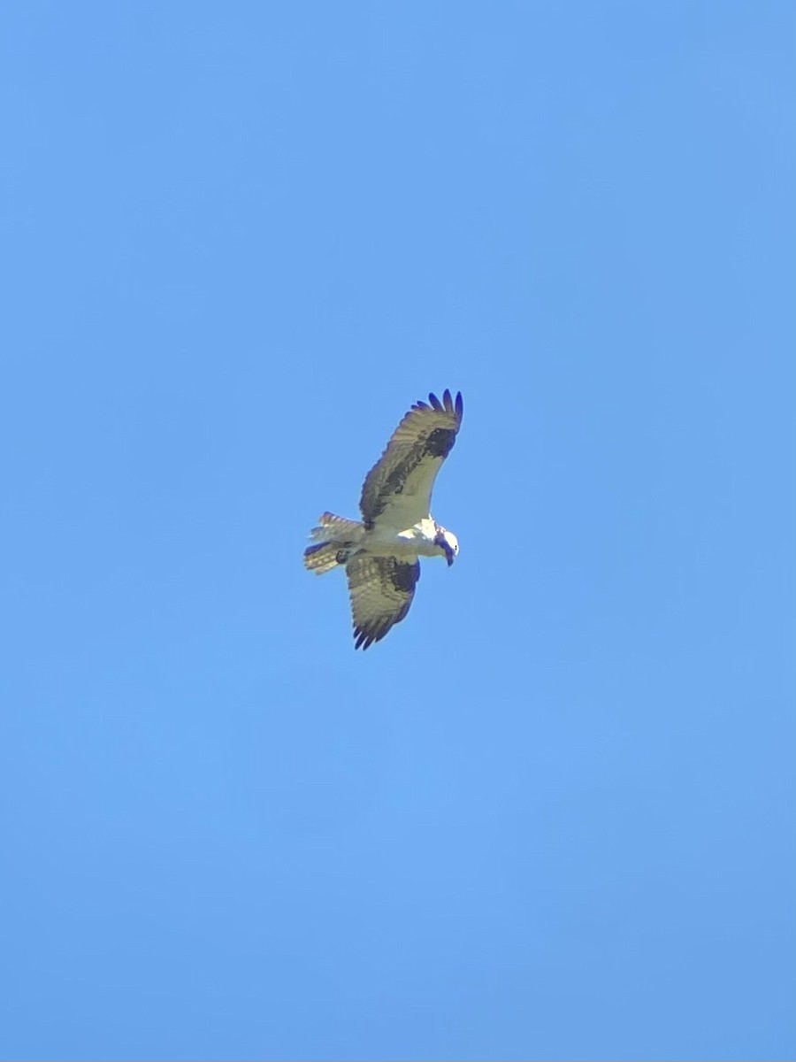 Osprey - ML642027815