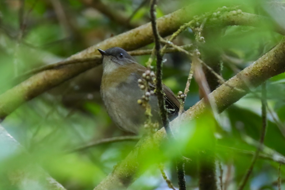 Black-billed Nightingale-Thrush - ML642027832