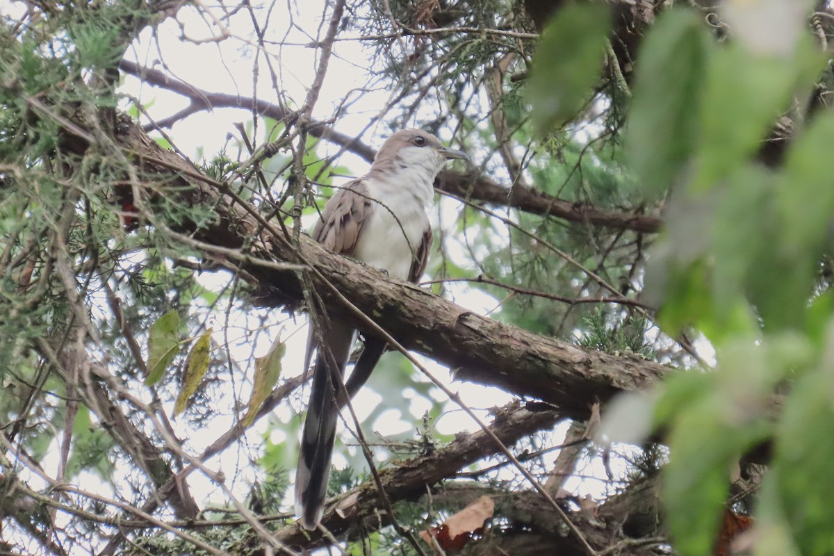 Yellow-billed Cuckoo - ML642027836