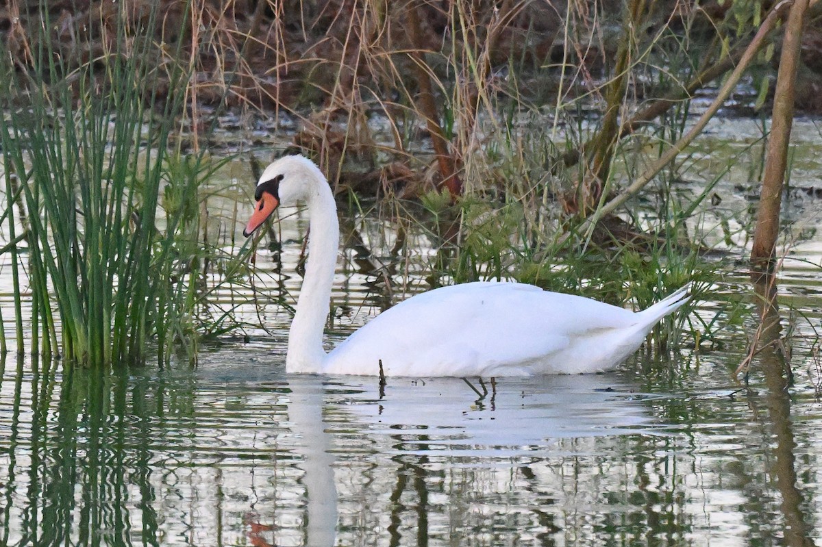 Mute Swan - ML642027837