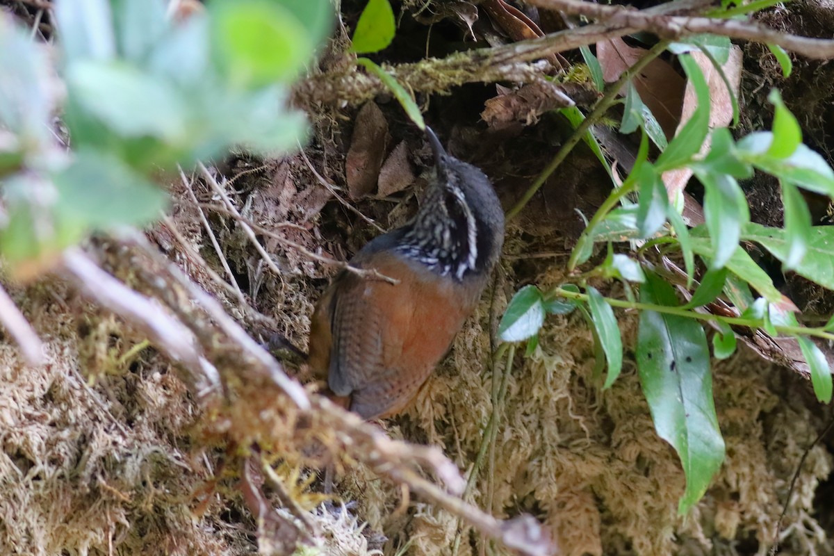 Gray-breasted Wood-Wren - ML642027839