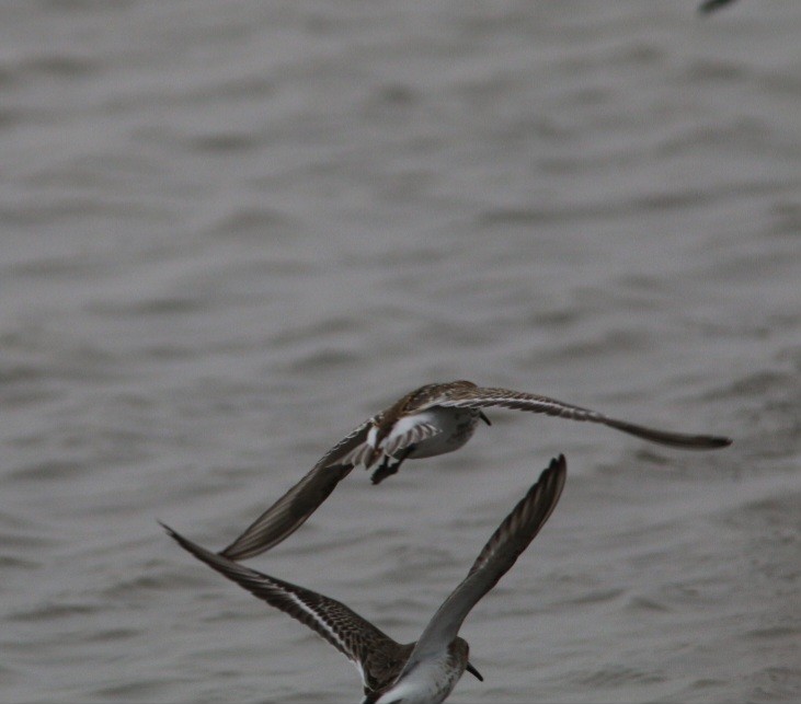 Dunlin - ML642027846