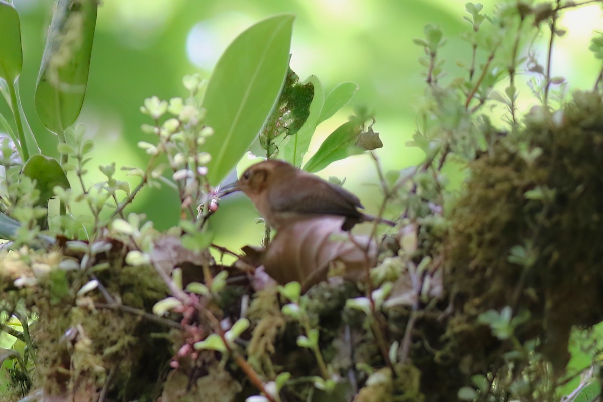 Ochraceous Wren - ML642027847