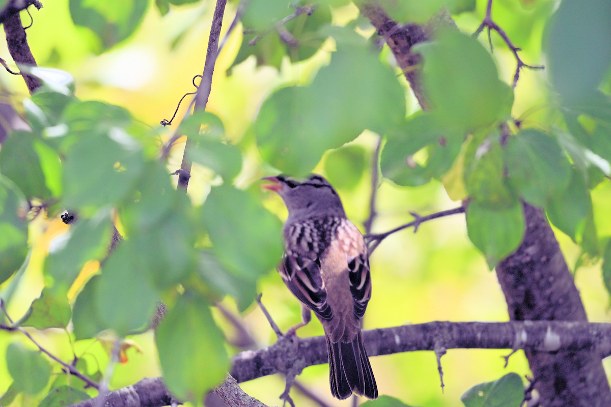 White-crowned Sparrow - ML642027850