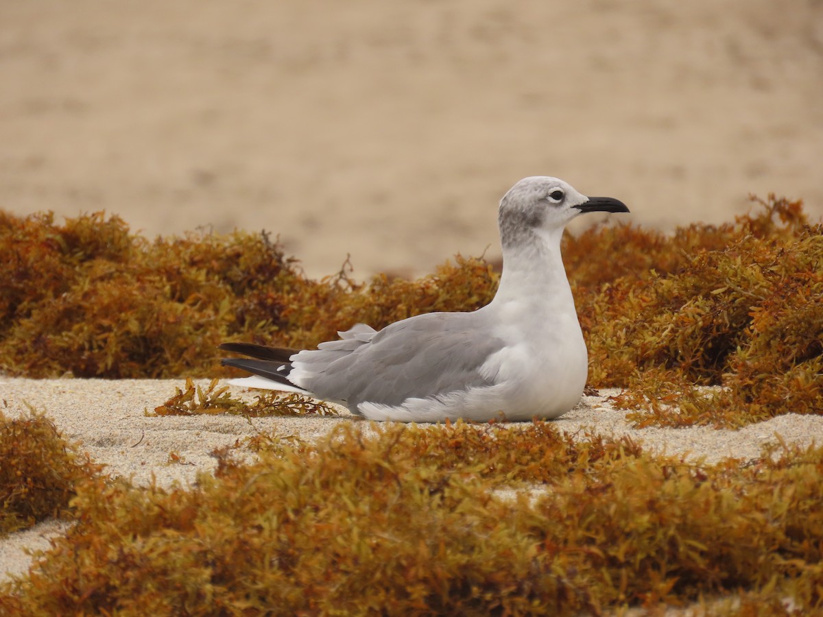 Laughing Gull - ML642027857