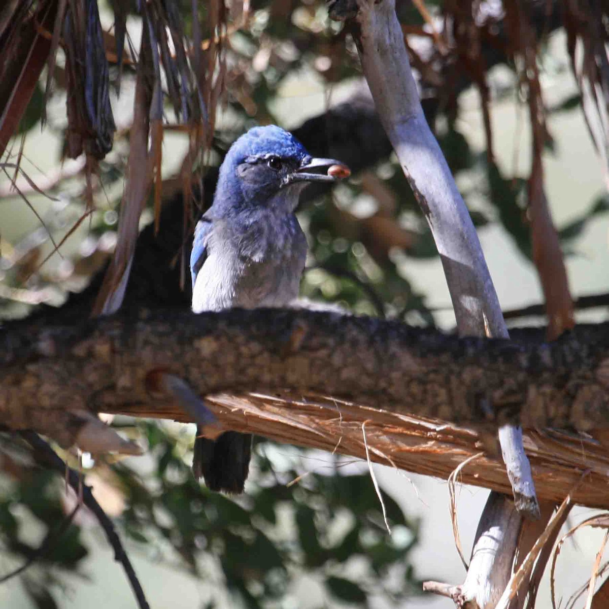 Woodhouse's Scrub-Jay - ML642027858