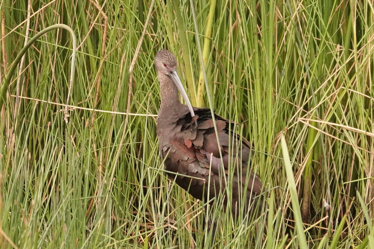 White-faced Ibis - ML642027862