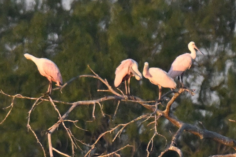 Roseate Spoonbill - ML642027863