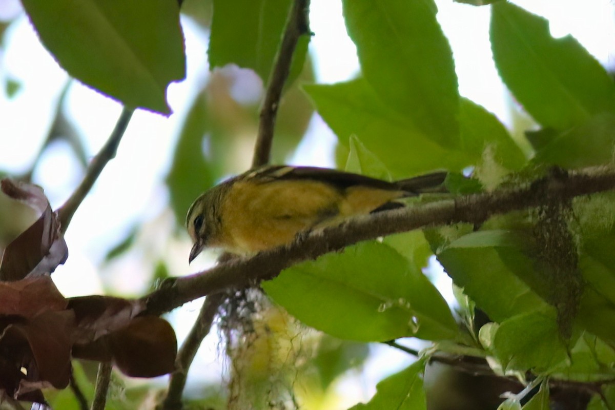 Yellow-winged Vireo - ML642027864