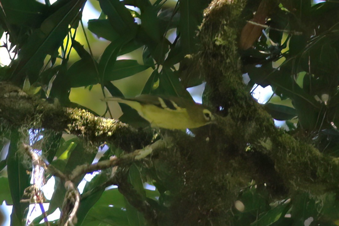 Yellow-winged Vireo - ML642027865