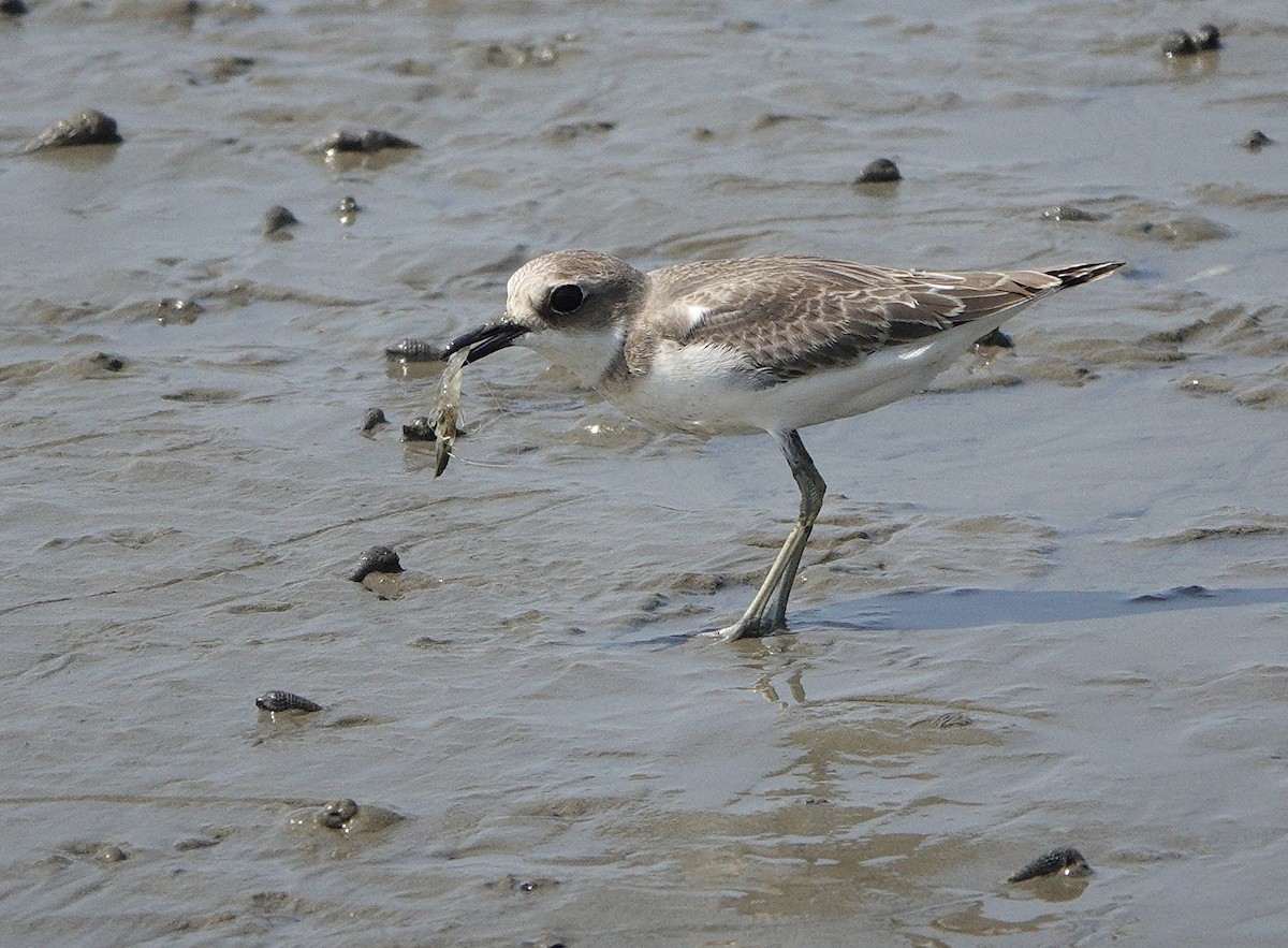 Greater Sand-Plover - ML642027869