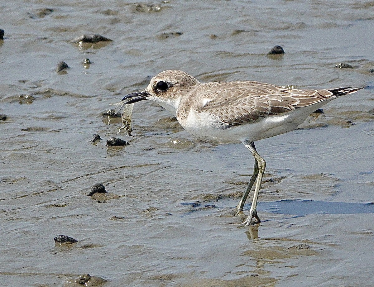 Greater Sand-Plover - ML642027870