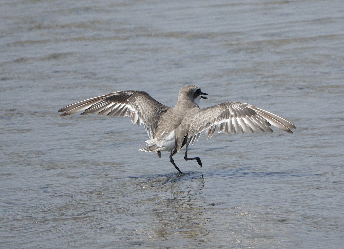 Greater Sand-Plover - ML642027871