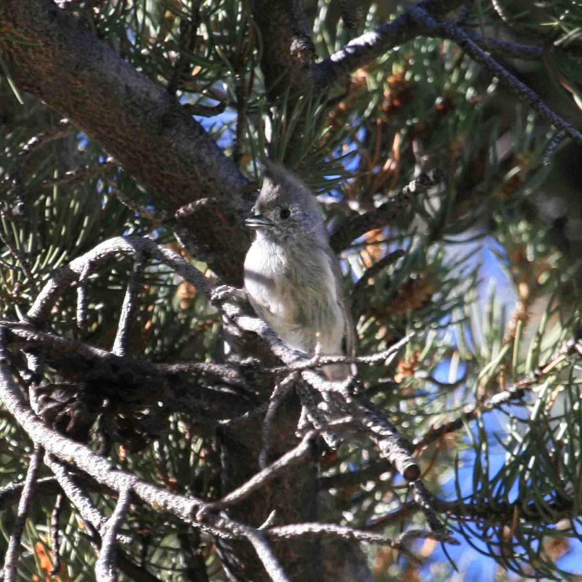 Juniper Titmouse - ML642027872