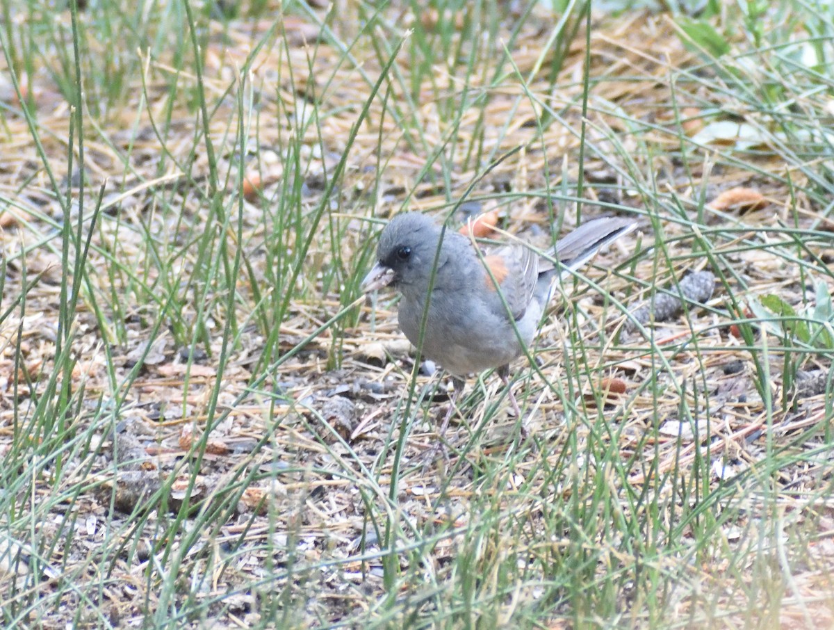 Dark-eyed Junco (Gray-headed) - ML642027873