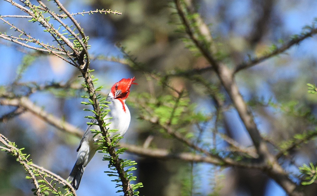Red-crested Cardinal - ML642027877