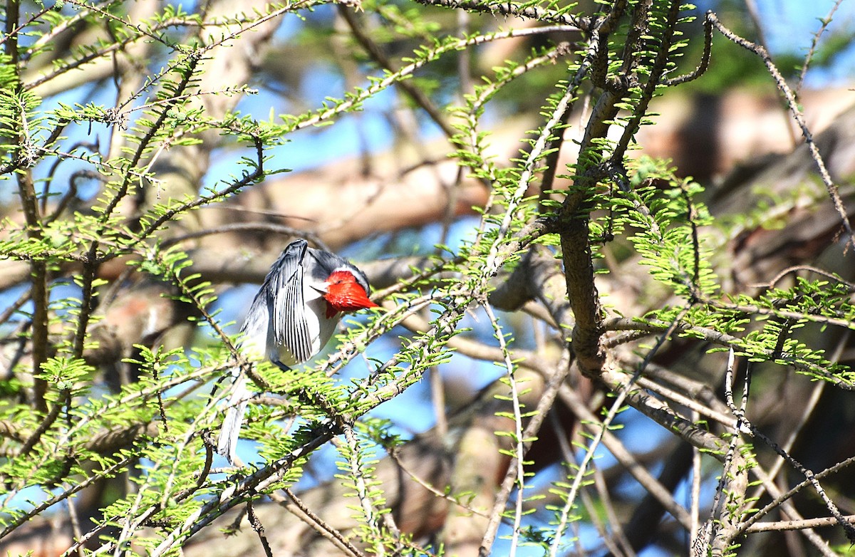 Red-crested Cardinal - ML642027878