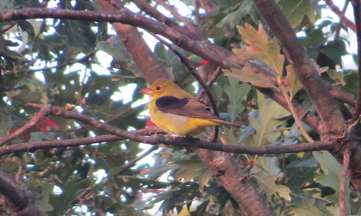 Scarlet Tanager - ML642027880