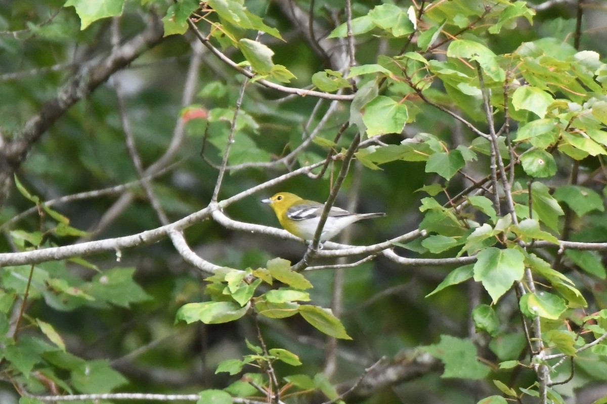 Yellow-throated Vireo - ML642027881
