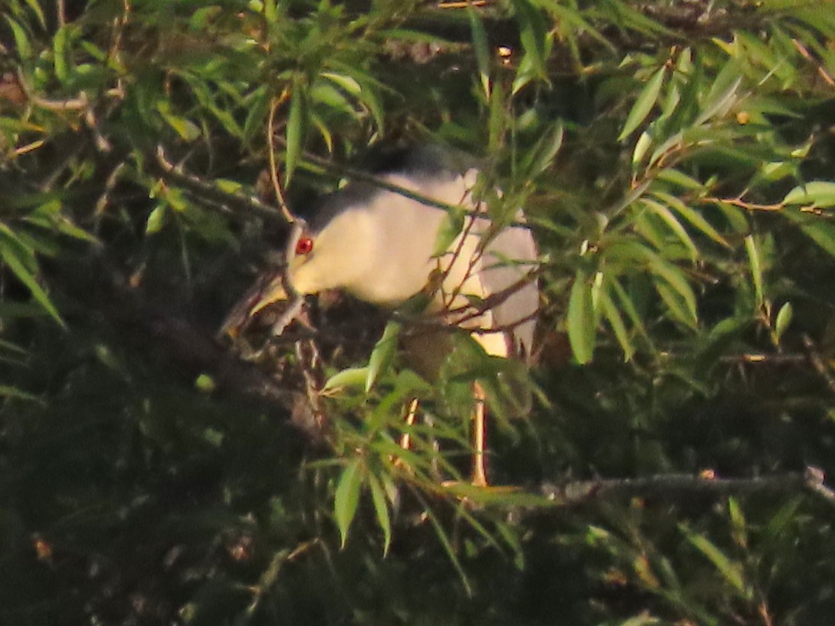 Black-crowned Night Heron - ML642027882