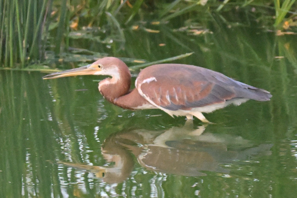 Tricolored Heron - ML642027883