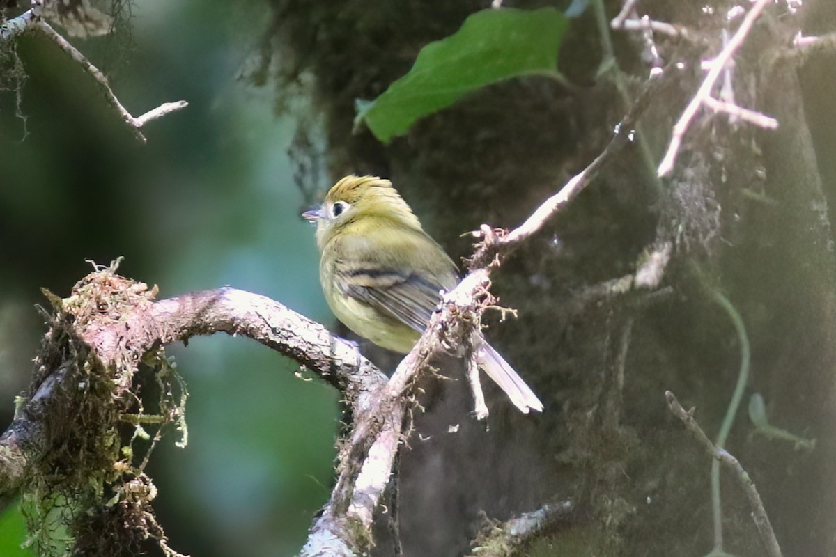 Yellowish Flycatcher - ML642027888