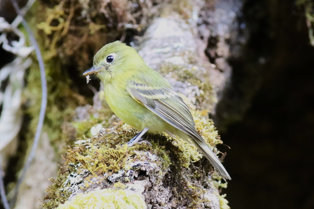 Yellowish Flycatcher - ML642027889