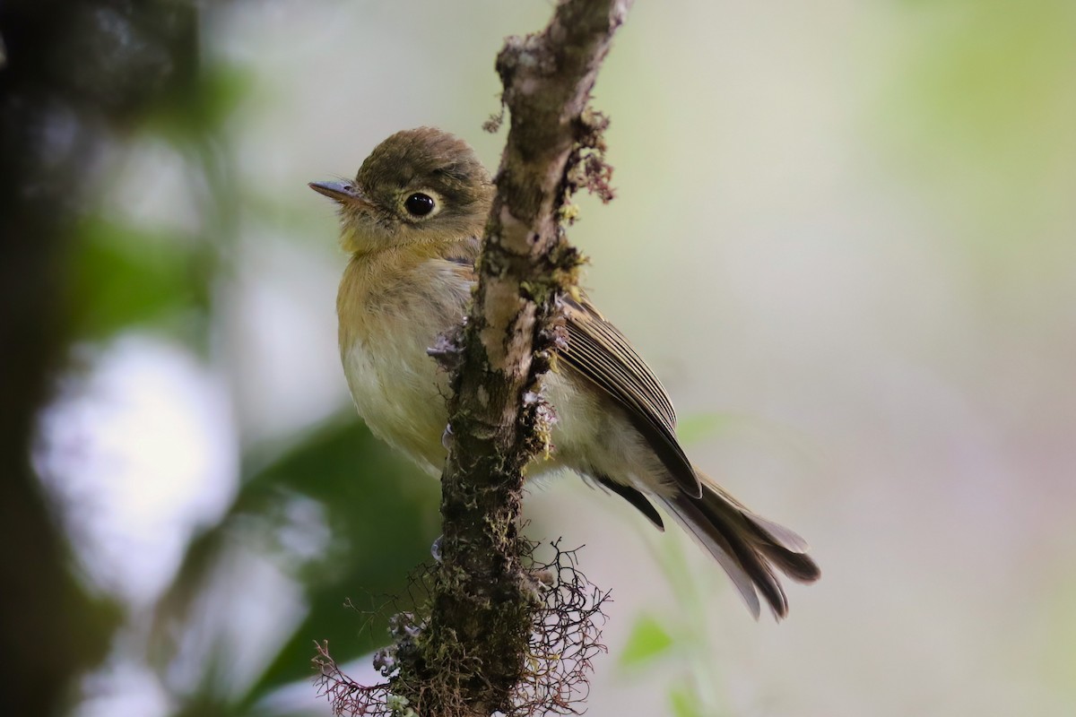 Yellowish Flycatcher - ML642027890