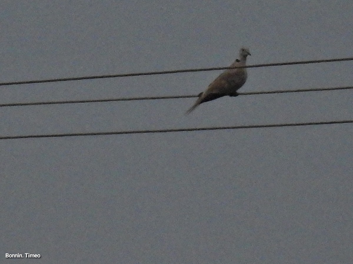 Eurasian Collared-Dove - ML642027892