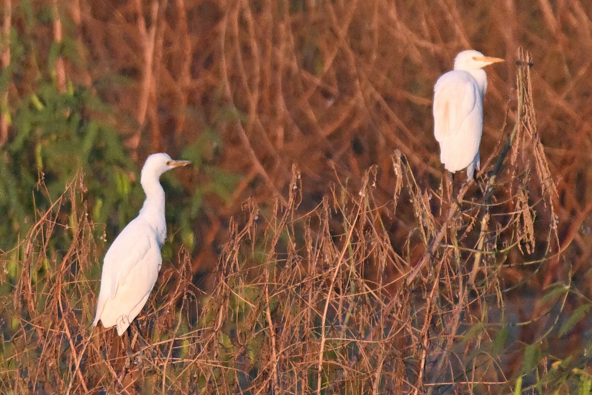Western Cattle-Egret - ML642027893