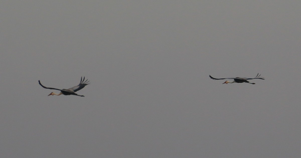 Wattled Crane - ML642027894