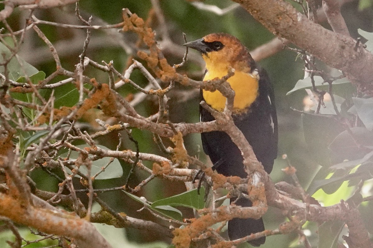 Yellow-headed Blackbird - ML642027895