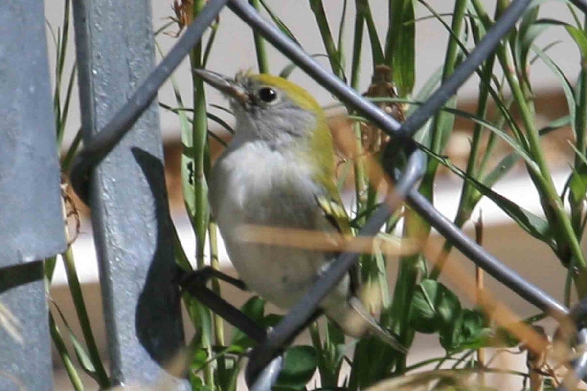 MacGillivray's Warbler - ML642027896
