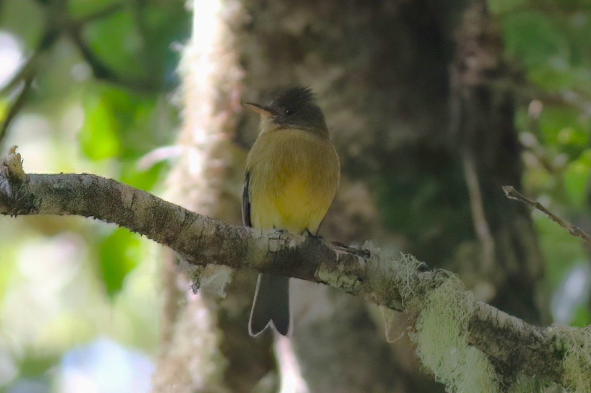 Ochraceous Pewee - ML642027897