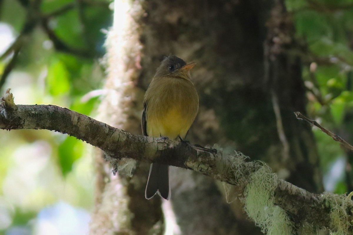 Ochraceous Pewee - ML642027898