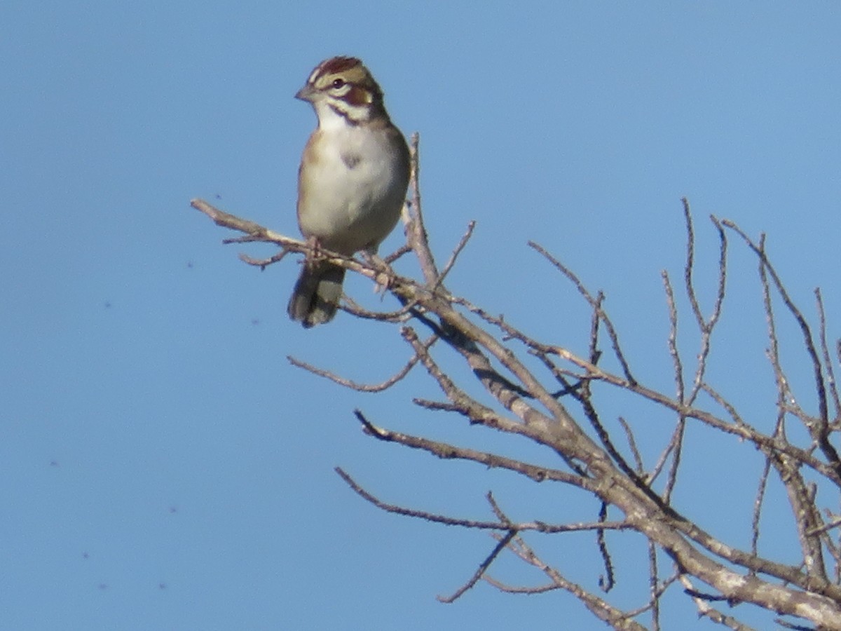 Lark Sparrow - ML642027900