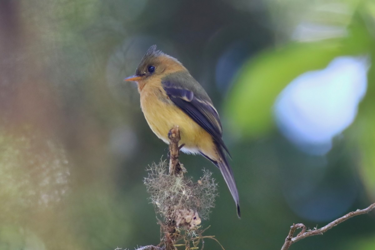 Tufted Flycatcher - ML642027907