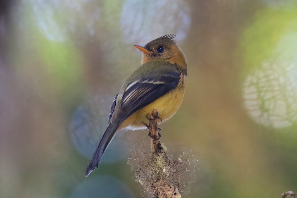 Tufted Flycatcher - ML642027908