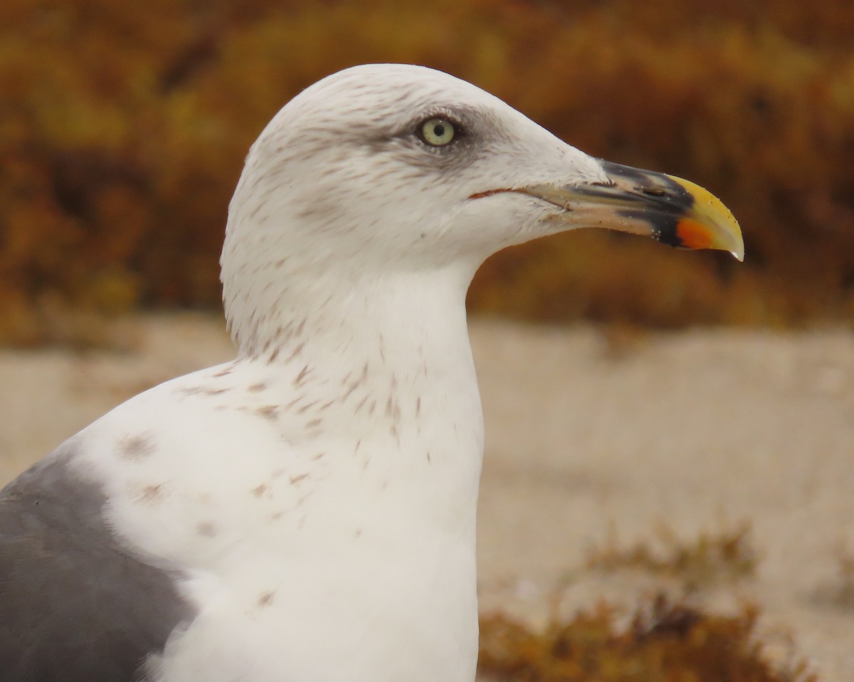 Lesser Black-backed Gull - ML642027910