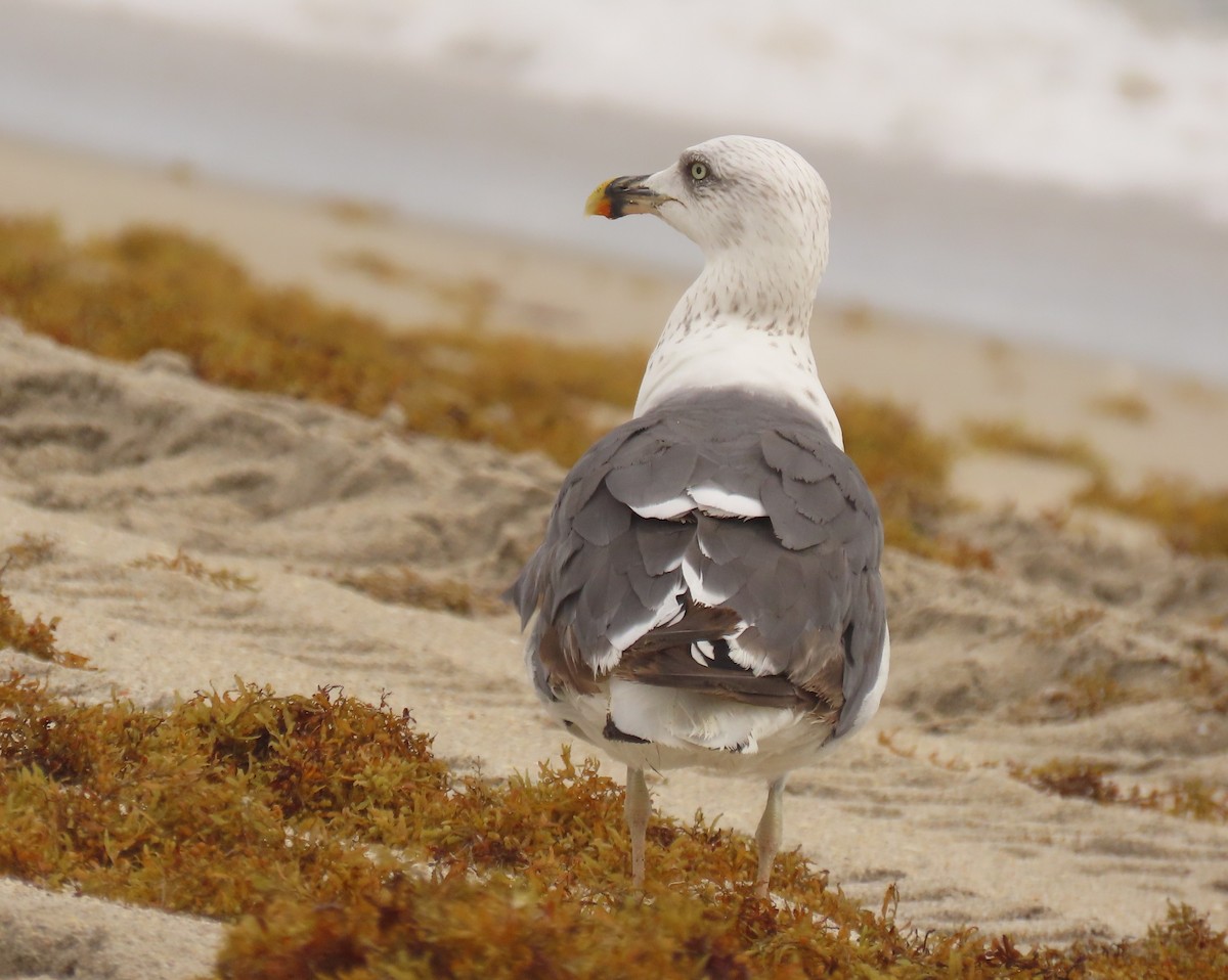 Lesser Black-backed Gull - ML642027911